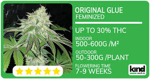 Discover the Best Marijuana Seeds in Louisiana